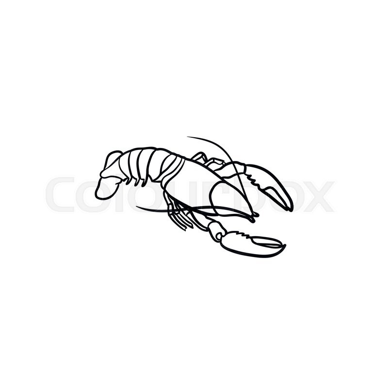 800x800 Lobster Hand Drawn Outline Doodle Icon. Vector Sketch Illustration - Lobster Sketch