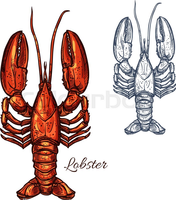 704x800 Lobster Seafood Animal Sketch. Red Lobster Marine Crustacean Or - Lobster Sketch