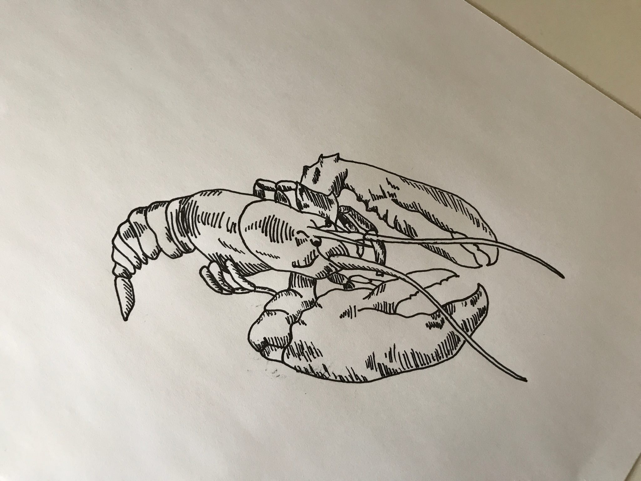 2048x1536 Lobster Sketch - Lobster Sketch