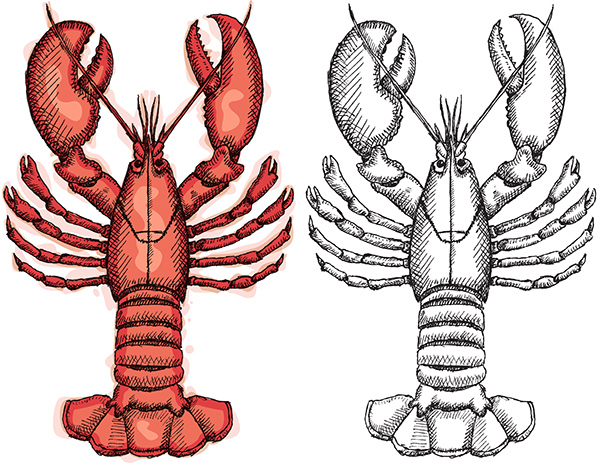 600x463 Lobster Sketch On Behance - Lobster Sketch