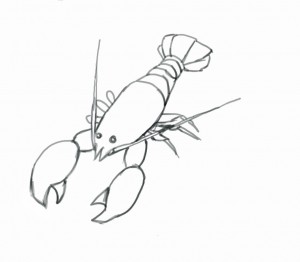 300x262 Lobster - Lobster Sketch