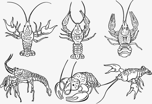 650x445 Vector Hand Drawn Sketch Lobster, Sketch Vector, Vector, Hand - Lobster Sketch