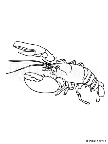 375x500 Lobster Drawing Sketch - Lobster Sketch