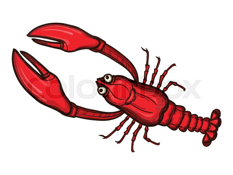 800x600 Full Length Lobster Sketch Style Vector Illustration Isolated On - Lobster Sketch