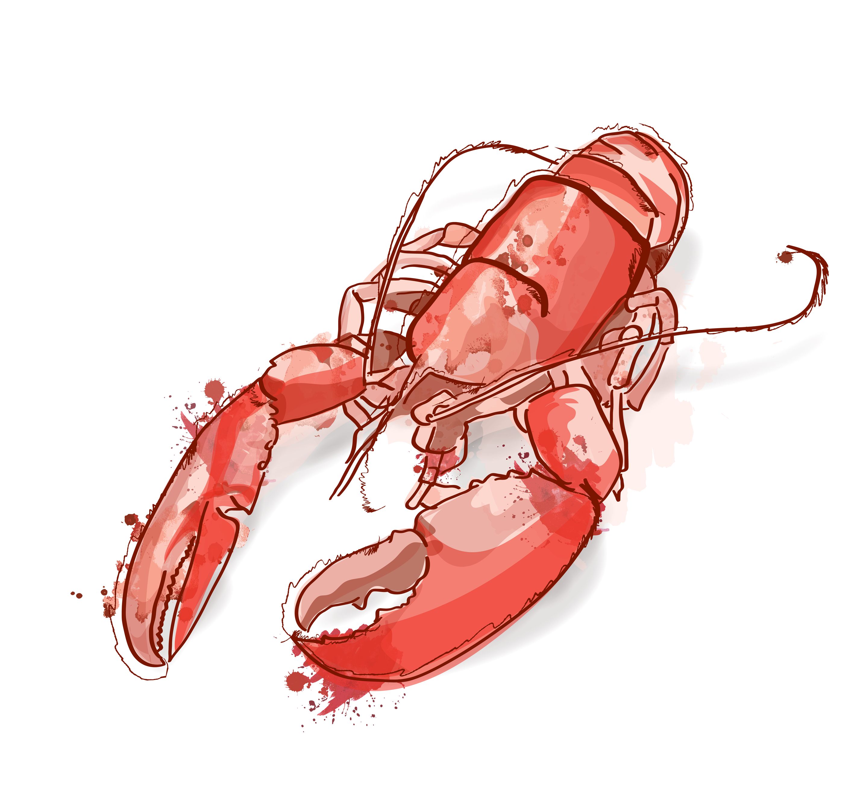 2821x2633 Hand Drawn Lobster Sketch Sketches And Illustrations - Lobster Sketch