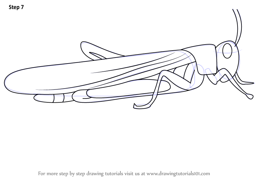 845x598 Learn How To Draw A Locust (Insects) Step By Step Drawing Tutorials - Locust Sketch