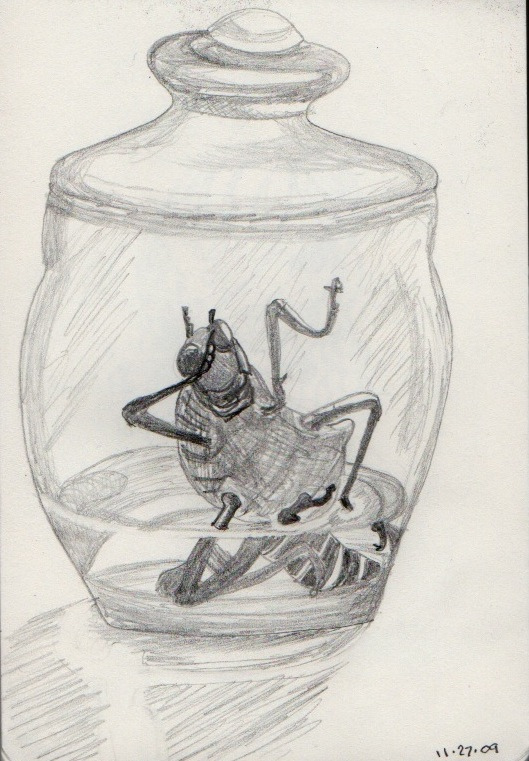 529x761 Locust, Pencil Drawing My Friend Has A Locust In A Jar - Locust Sketch