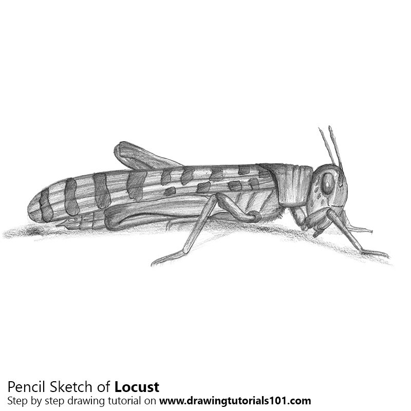 800x800 Locust Pencil Drawing - Locust Sketch