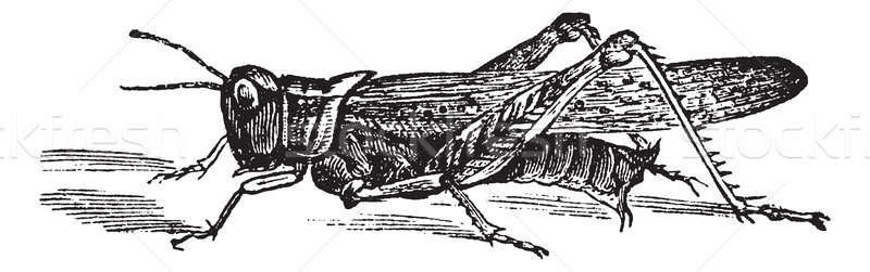 800x251 Locust Stock Photos, Stock Images And Vectors Stockfresh - Locust Sketch