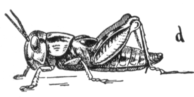 640x320 Locust Development Clipart Etc - Locust Sketch