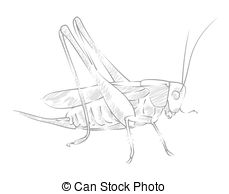 229x194 Sketch Locust Clip Art Vector Graphics. 108 Sketch Locust Eps - Locust Sketch