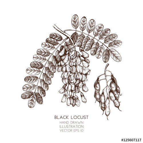 500x500 Vector Illustration Of False Acacia Tree - Locust Sketch