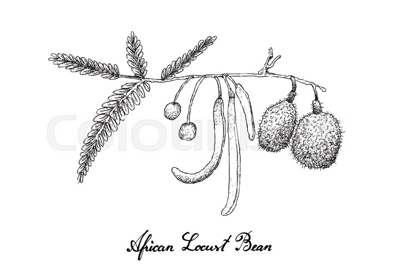 800x534 Vegetable And Herb, Illustration Of Hand Drawn Sketch African - Locust Sketch
