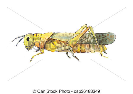 450x320 Grasshopper Sketch. Hand Drwan Watercolor Sketch Of Grasshopper - Locust Sketch
