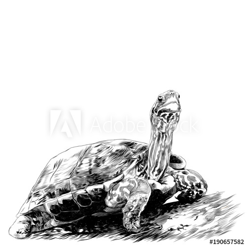 500x500 Turtle Sits On A Log, Sketch Vector Graphics Monochrome Drawing - Log Sketch
