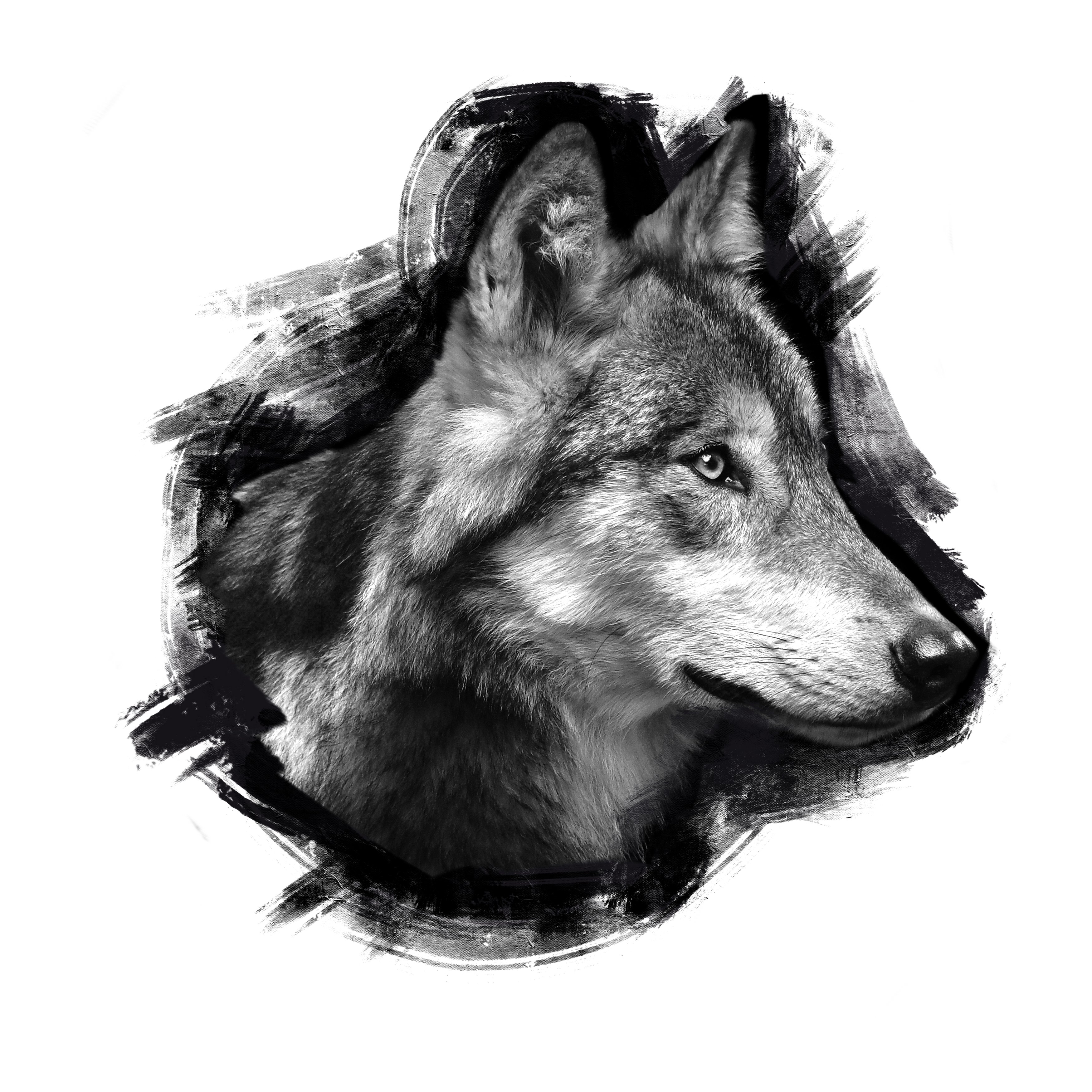 3500x3500 Lone Wolf - Lone Wolf Sketch