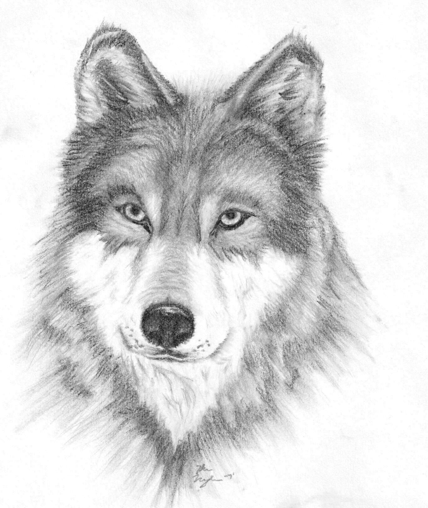 1368x1625 Lone Wolf Kenneth Monaghan Foundmyself - Lone Wolf Sketch
