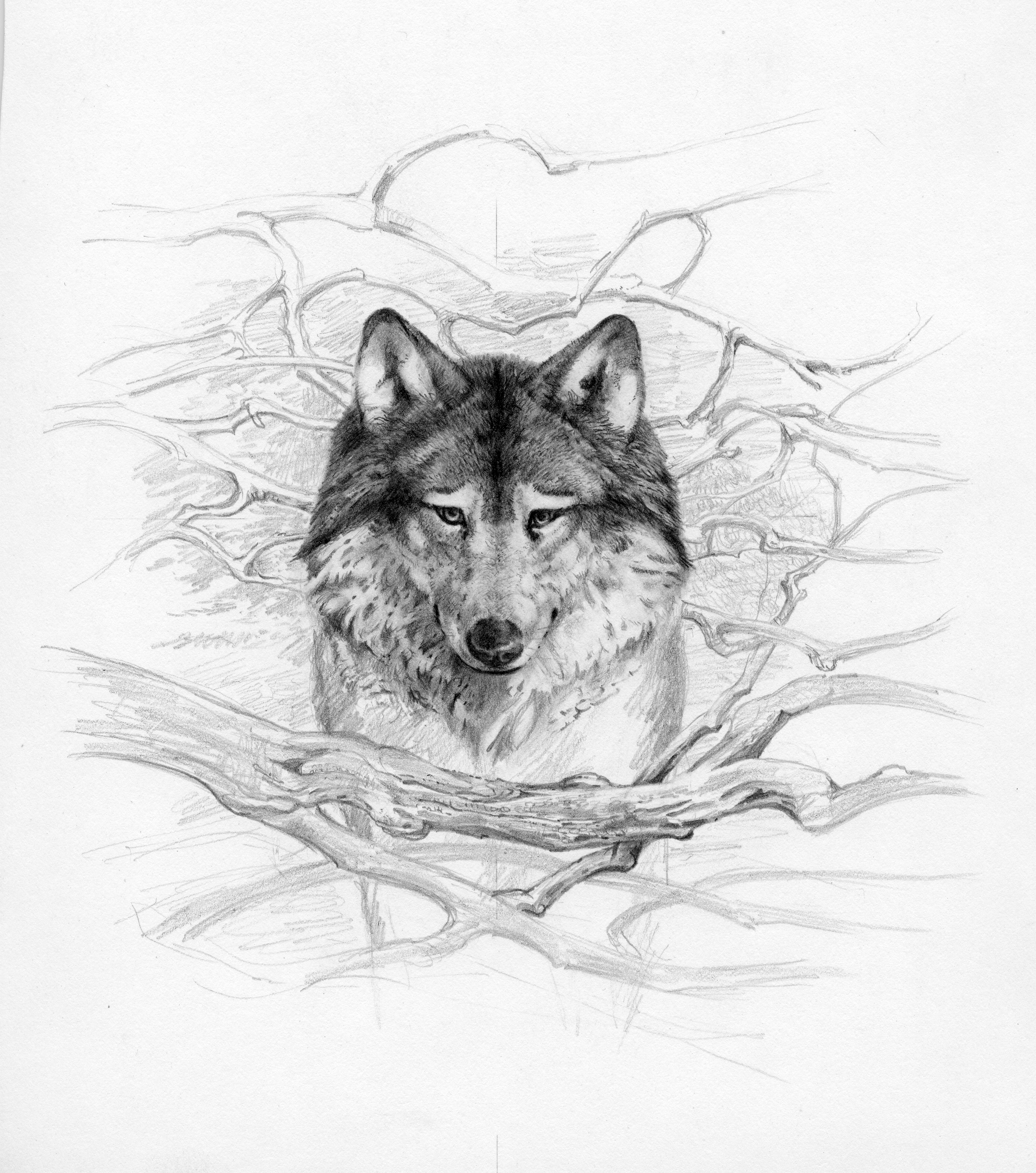 Графика рисунки карандашом волк
