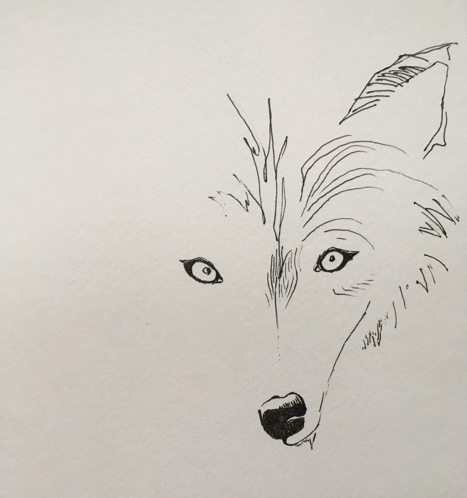 1500x1599 Lone Wolf Theory - Lone Wolf Sketch