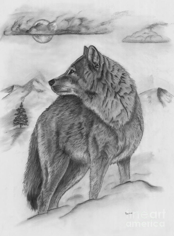 592x800 The Lone Wolf Art Print By Russ Smith - Lone Wolf Sketch