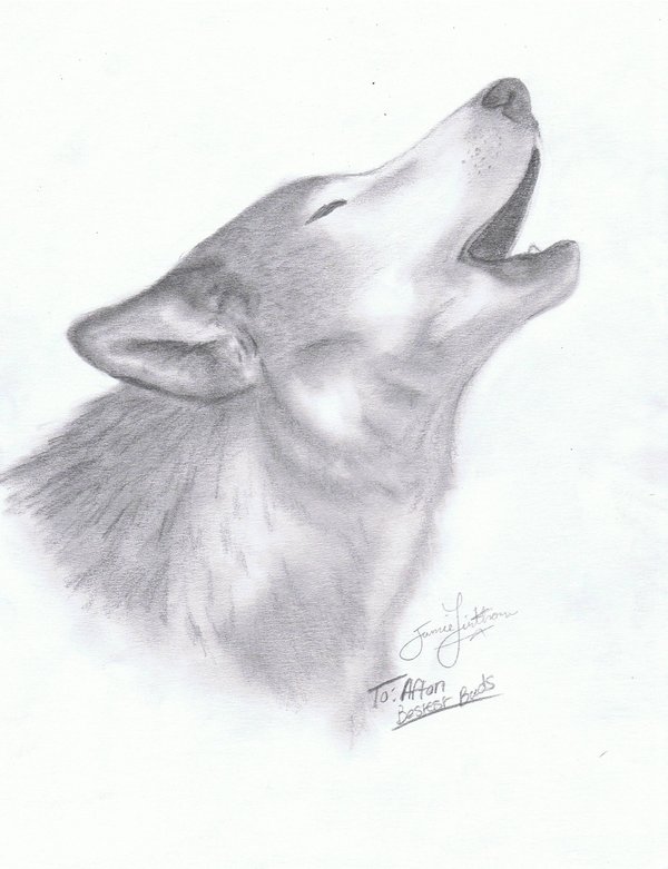 600x781 The Lone Wolf By Narzaria - Lone Wolf Sketch