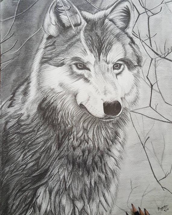 570x713 The Lone Wolf Pencil Sketch Pencil Artwolf Pencil Art Wolf Etsy - Lone Wolf Sketch