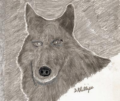 400x337 Lone Wolf - Lone Wolf Sketch
