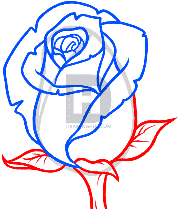 619x720 How To Draw A Rose Bud, Rose Bud, Step By Step, Drawing Guide, By - Long Stem Rose Sketch