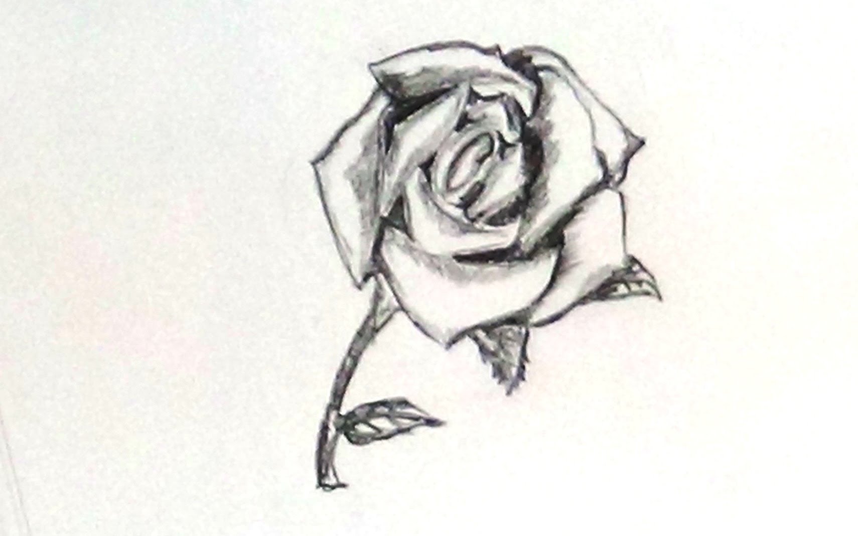1710x1068 How To Draw A Rose Flower With Stem For Beginners - Long Stem Rose Sketch