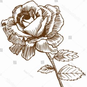 300x300 Photostock Vector Vector Set Of Detailed Isolated Outline Rose Bud - Long Stem Rose Sketch