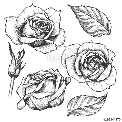 500x500 Sketch Rose Blossom Flower With Leaves, Bud And Stem, Hand Drawn - Long Stem Rose Sketch