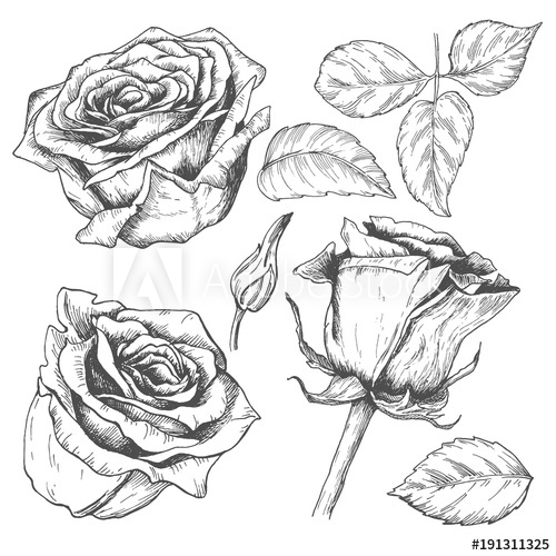500x500 Sketch Rose Blossom Flower With Leaves And Stem, Hand Drawn Floral - Long Stem Rose Sketch