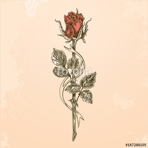 Long Stem Rose Sketch at Explore collection of