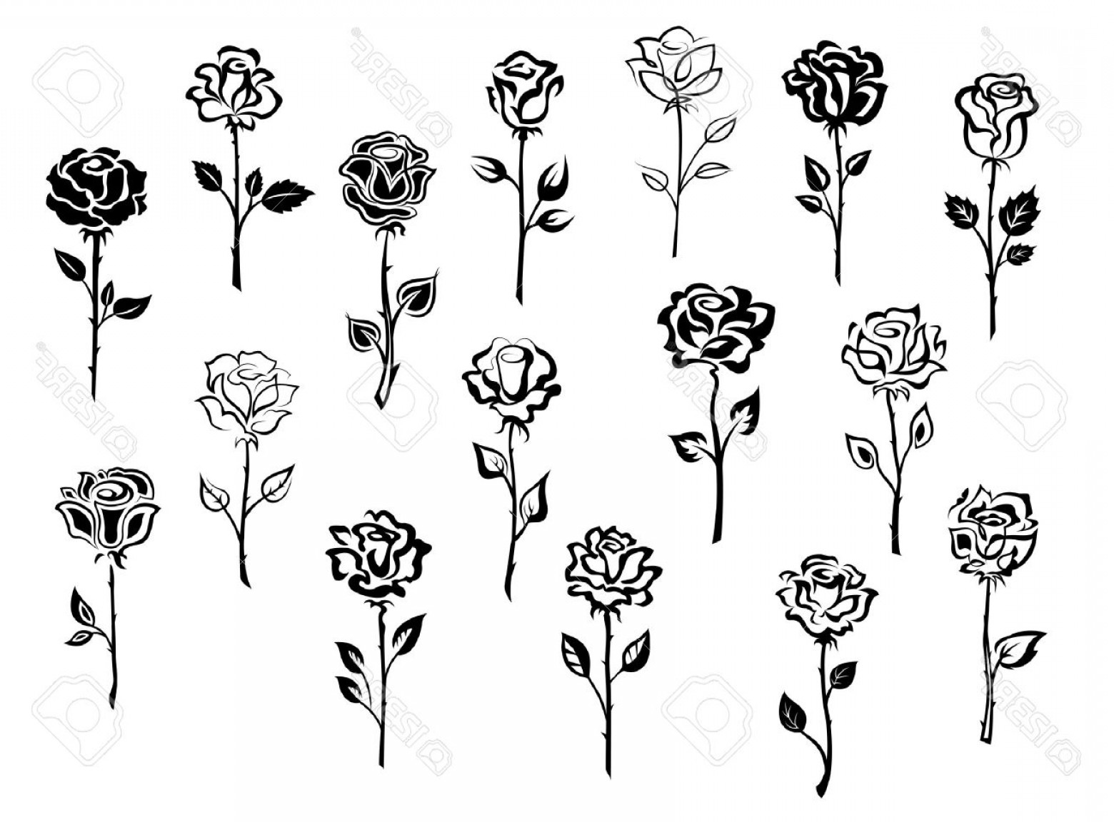 Long Stem Rose Sketch At Explore Collection Of