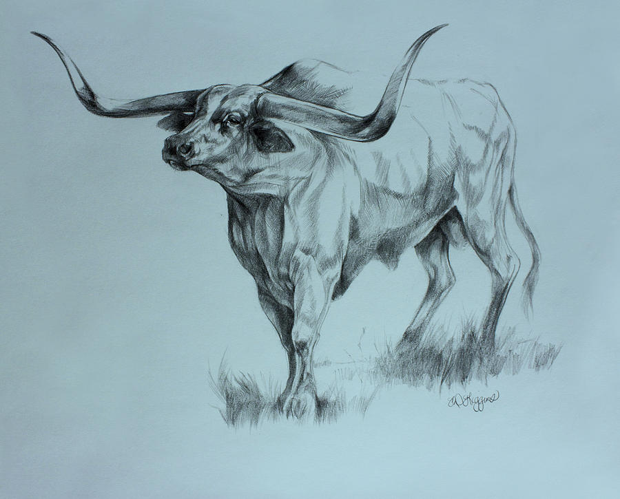 900x725 Texas Longhorn Drawing By Derrick Higgins - Longhorn Sketch