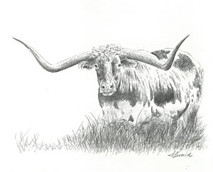 300x242 Texas Longhorn Drawings Fine Art America - Longhorn Sketch