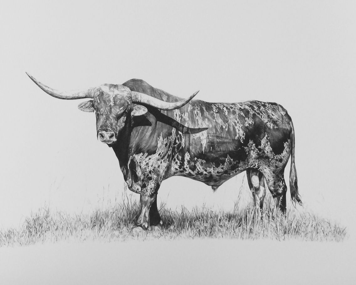 1136x908 Texas Longhorn Pencil Drawing! Paintings In 2018 - Longhorn Sketch