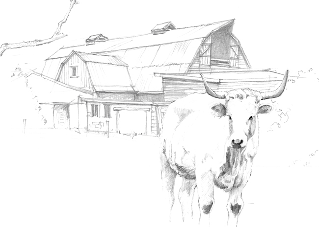 650x464 Longhorn Scratchings Of An Old Dog - Longhorn Sketch