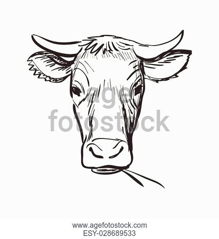427x466 Cow Skull Farm Stock Photos And Images Age Fotostock - Longhorn Skull Sketch