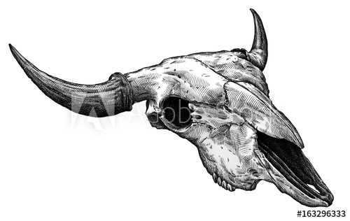 500x316 Engrave Isolated Cow Skull Hand Drawn Graphic Illustration - Longhorn Skull Sketch