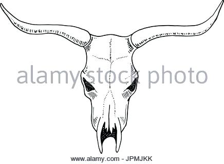 436x320 Longhorn Skull Silhouette Second Life Marketplace Silhouette Cow - Longhorn Skull Sketch