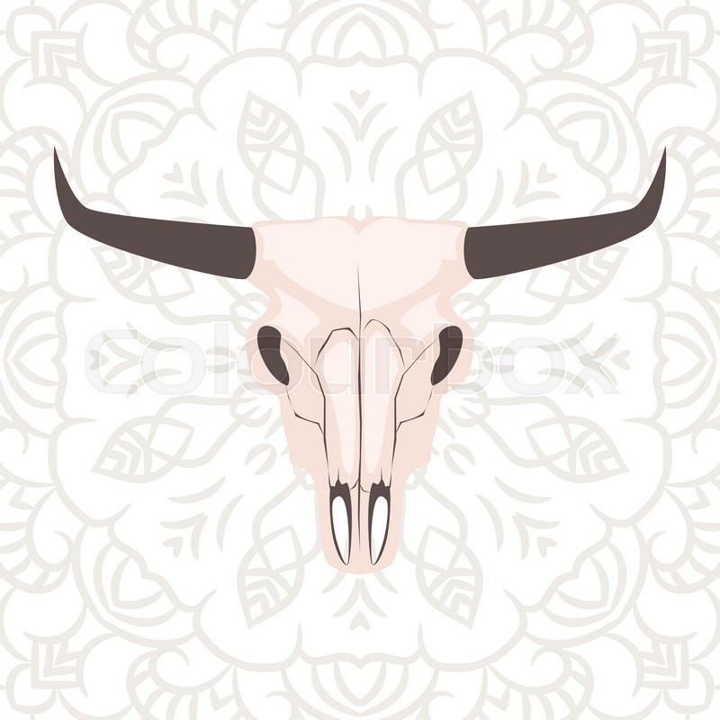 800x800 Longhorn Cow Skull Head Vector Illustration. Animal Cranium On - Longhorn Skull Sketch
