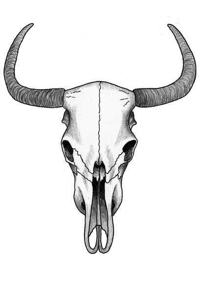 411x600 Cow Skull Pencil Drawing - Longhorn Skull Sketch