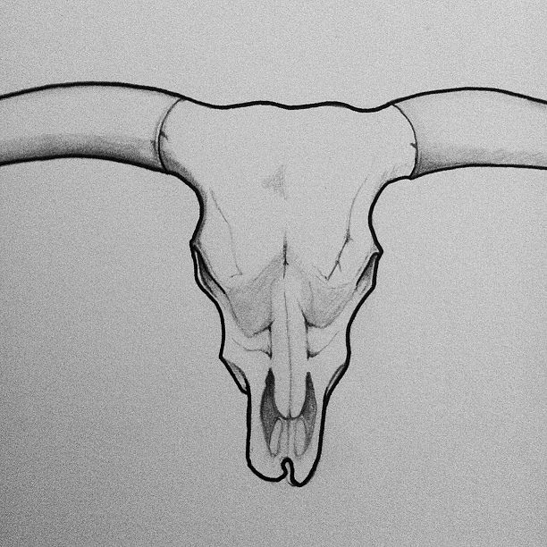 Longhorn Skull Sketch at Explore collection of