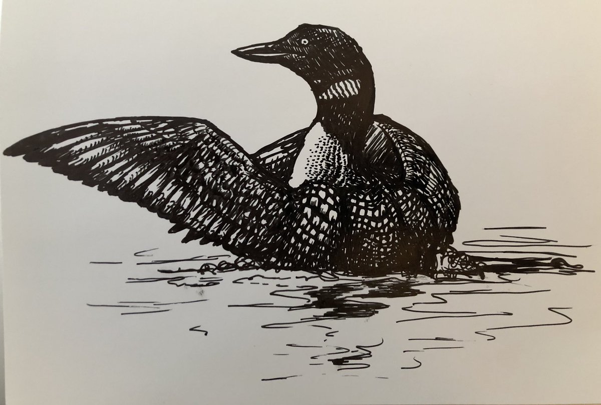 Loon Sketch at Explore collection of Loon Sketch