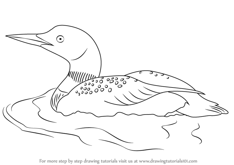 800x566 Learn How To Draw A Common Loon (Birds) Step By Step Drawing - Loon Sketch