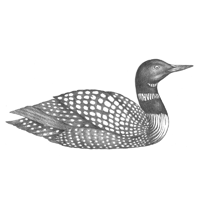 Loon Sketch at PaintingValley.com | Explore collection of Loon Sketch