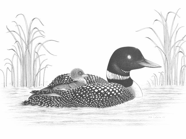 650x486 Loon Drawing, Pencil, Sketch, Colorful, Realistic Art Images - Loon Sketch