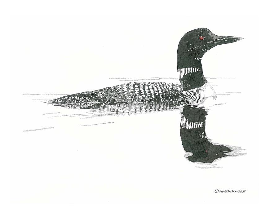 900x710 Loon Drawing By Paul Shafranski - Loon Sketch