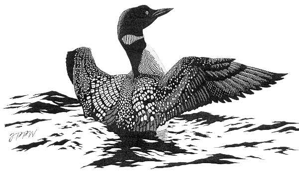 Loon Sketch at PaintingValley.com | Explore collection of Loon Sketch